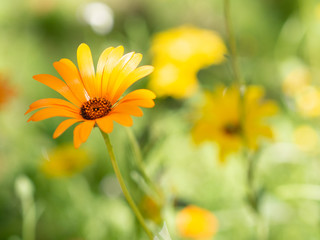 macro shot of an orange wild flower with long and thin petals