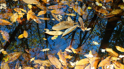 Feuilles bombées sur l'eau