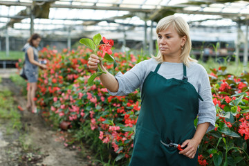 Female florist with scissors gardening red begonia plants  in greenhouse