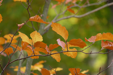 autumn leaves on tree