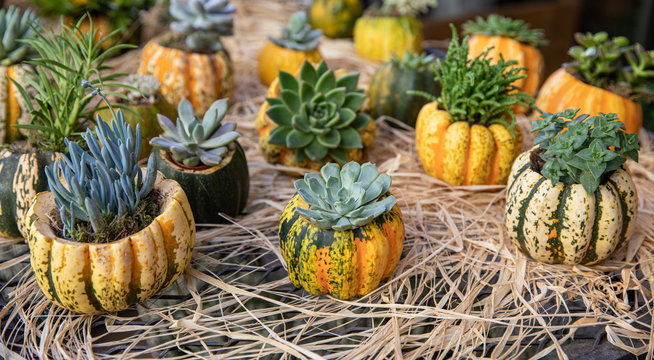 Decorated pumpkins with different succulents prepared for Thanksgiving celebration on the bar in the greek garden shop.