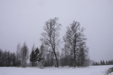 Beautiful winter landscape with trees in snow