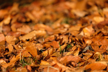 autumn leaves on the ground