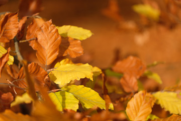 autumn leaves background