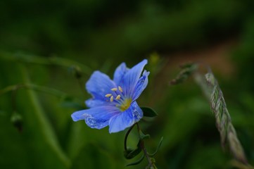 blue flower in garden