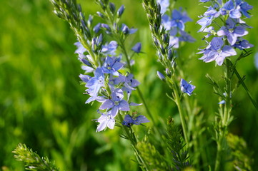 blue flowers on green background