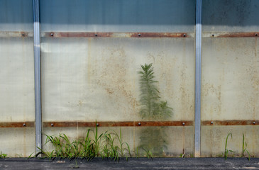 Abstract image of weeds growing within a greenhouse.