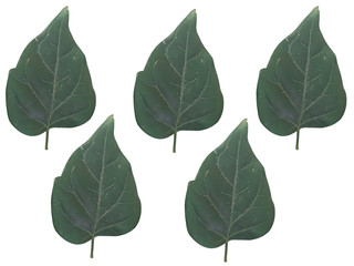 Kasalong leaves all Five white background