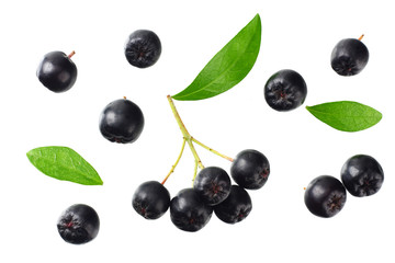 Chokeberry with green leaves isolated on white background. Black aronia. Top view.