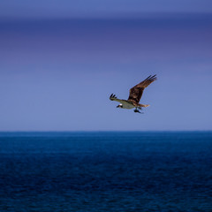 Osprey catching a fish