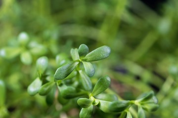 Leaves of brahmi herb, Bacopa monnieri