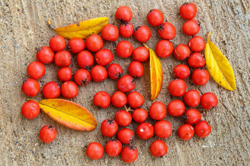 Frutos rojos y hojas doradas de Griñolera sobre madera. Cotoneaster horizontalis.