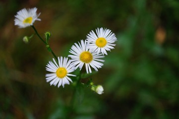 daisy in the grass