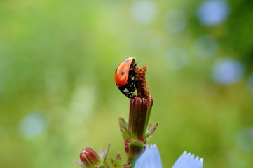 ladybug on flower