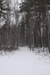Beautiful winter landscape with trees in snow