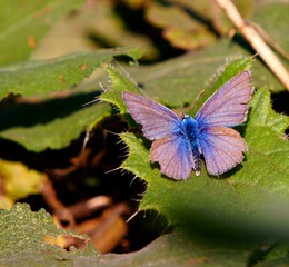 butterfly on flower