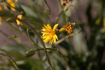 Flower of a black salsify, Scorzonera hispanica.