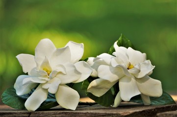 A pair of white Gardenia flower (Gardenia jasminoides) is on the wooden table on blurred green garden background , Spring in Georgia USA.