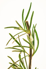 fresh rosemary isolated on white background