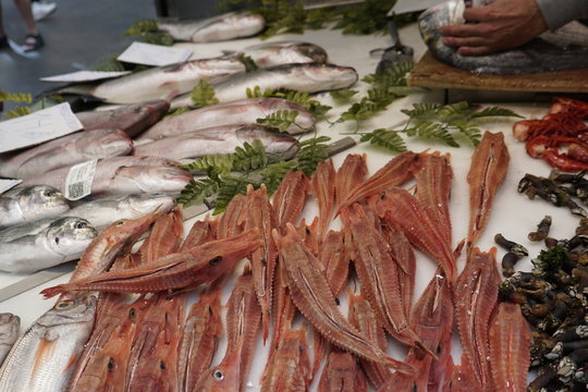 pesacados maricos y moluscos vendido en el mercado de atarazanas malaga