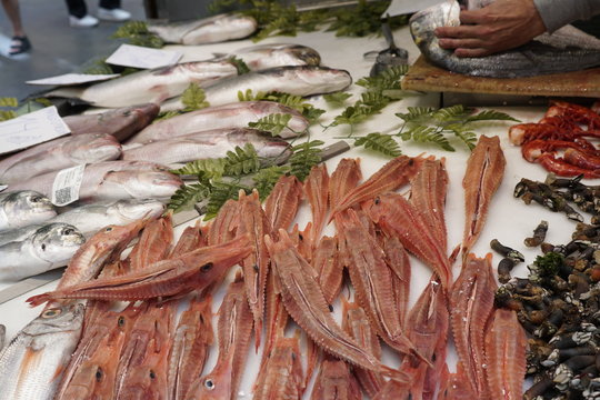 pesacados maricos y moluscos vendido en el mercado de atarazanas malaga