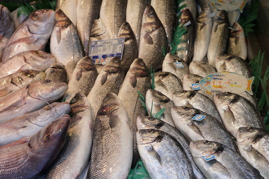 pesacados maricos y moluscos vendido en el mercado de atarazanas malaga