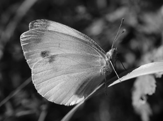 butterfly on leaf