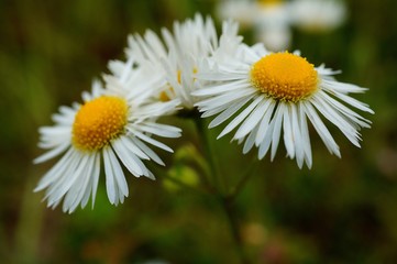 Obraz premium daisy in the grass