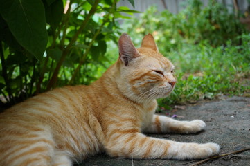 cat in garden