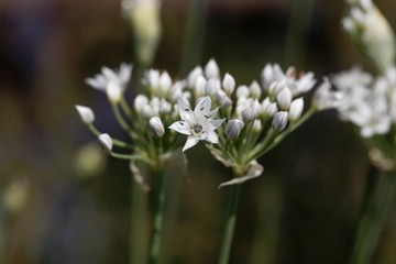 Flowers of Allium ericetorum
