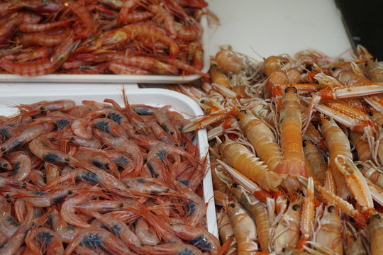 pesacados maricos y moluscos vendido en el mercado de atarazanas malaga cigalas y gambas