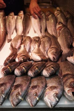 pesacados maricos y moluscos vendido en el mercado de atarazanas malaga
