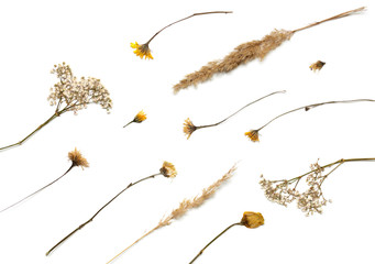 Flat background lined from dry plants. Autumn herbarium