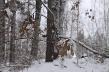 Oak leaves in snow in winter forest.