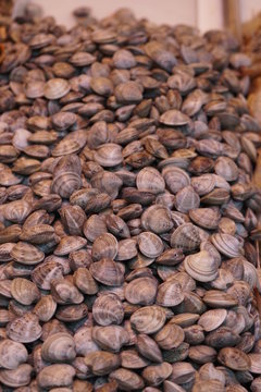 pesacados maricos y moluscos vendido en el mercado de atarazanas malaga