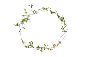 Dry thin stalks of wild peas lie in the shape of a round frame.