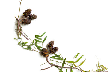 Dry herbarium items. Cones and leaves with stems.