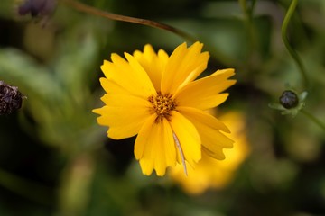 Lance-leaved coreopsis flower, Coreopsis lanceolata.