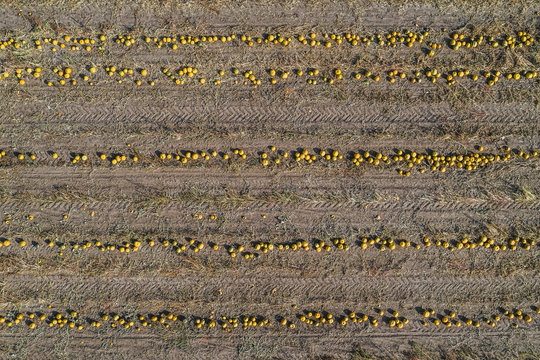 Pumpkin field at harvesttime, aerial view