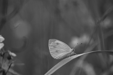 butterfly on a leaf