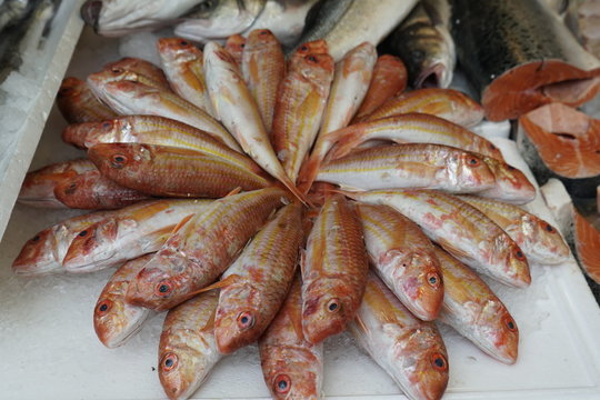 pesacados maricos y moluscos vendido en el mercado de atarazanas malaga