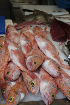 pesacados maricos y moluscos vendido en el mercado de atarazanas malaga