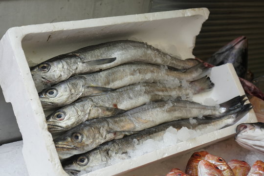 pesacados maricos y moluscos vendido en el mercado de atarazanas malaga