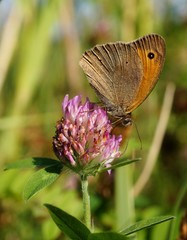 butterfly on flower