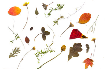 Multi-colored dried flowers, clover leaves, aspen cones on a white background.