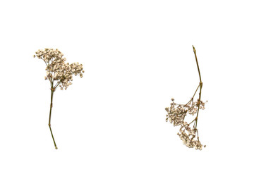Dry gypsophila flowers on a white background