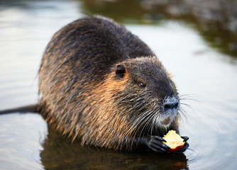Small young coypu eating a carrot. On background is a river. Natural environment. Also known as nutria or Myocastor coypus.