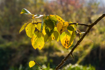 Jesień w Dolinie Górnej Narwi - Podlasie - Polska © podlaski49