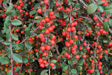 Fruit ripened on the cotoneaster bush