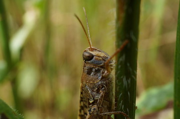 grasshopper on leaf